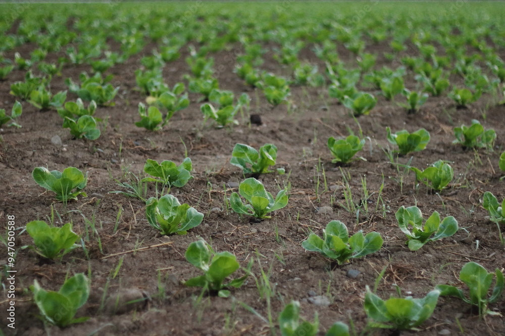 Young Sprouts Recently Planted in Field Near Zurich