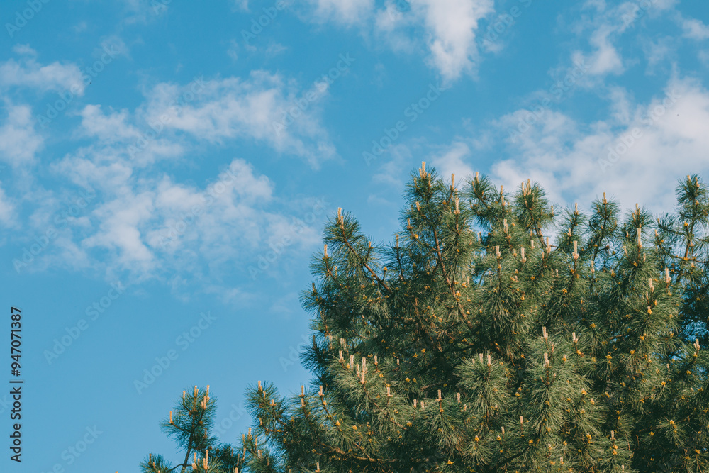 Blooming pine branches against a background of blue sky with clouds. Looking at the plant from the bottom up. A simple picture of a sunny summer day.
Blooming pine branches against a background of blue sky with clouds. Looking at the plant from the bottom up. A simple picture of a sunny summer day.