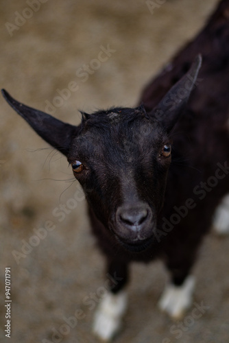 Black, with white hooves, a small curious goat looks up attentively. 