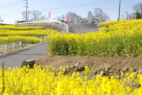 道沿いの菜の花畑