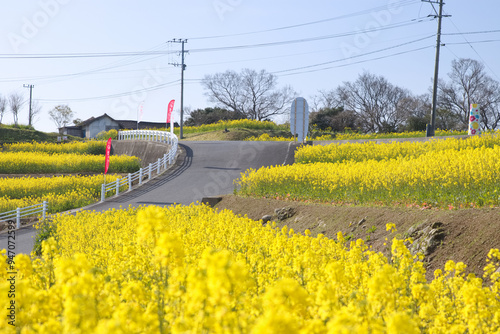 満開の菜の花畑