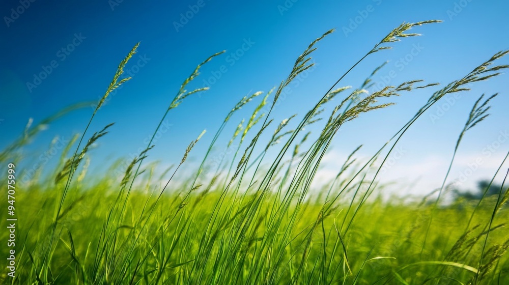 A serene green meadow with tall grasses swaying gently in the breeze, under a clear blue sky, capturing the peaceful and natural beauty. A serene green meadow with tall grasses swaying gently in the breeze, under a clear blue sky, capturing the peaceful and natural beauty.