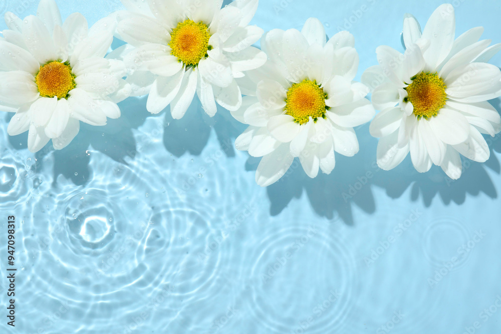 Beautiful daisy flowers in water on light blue background, top view. Space for text Beautiful daisy flowers in water on light blue background, top view. Space for text