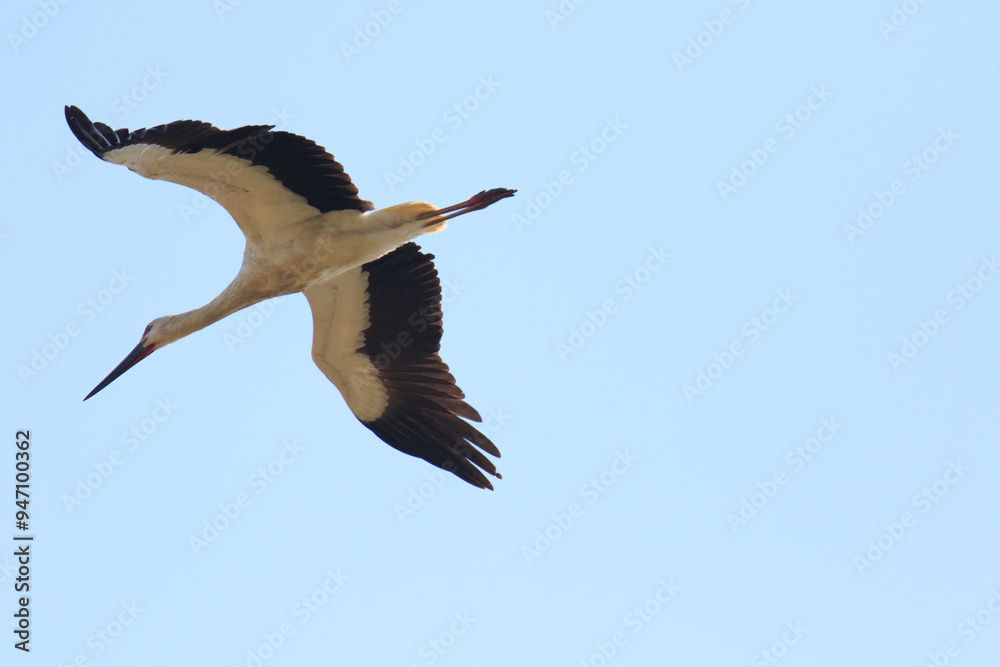 Obraz premium An Oriental Stork Soaring Gracefully Against a Clear Blue Sky