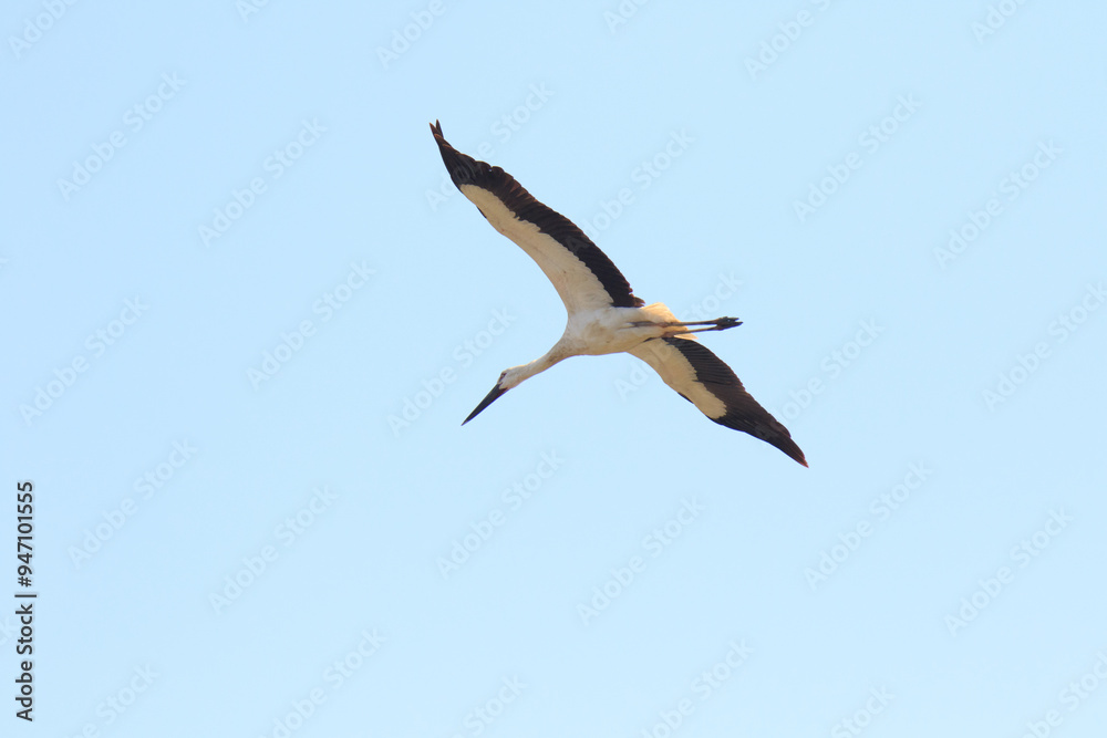 Oriental Stork Soaring High in the Blue Sky
Oriental Stork Soaring High in the Blue Sky