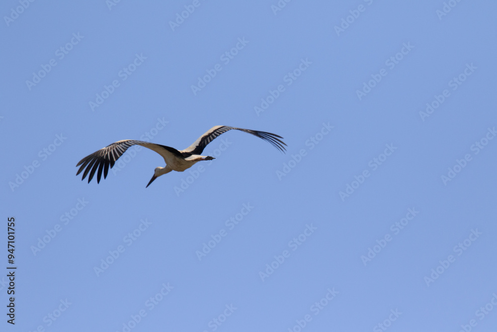 Oriental Stork Soaring High in the Blue Sky Oriental Stork Soaring High in the Blue Sky