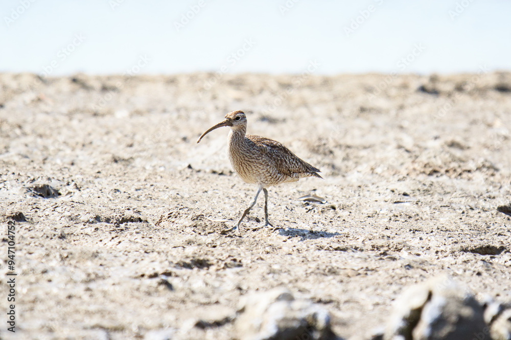A Whimbrel Foraging on a Sandy Shoreline A Whimbrel Foraging on a Sandy Shoreline