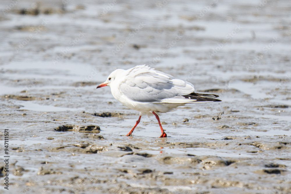 A Graceful Black-Headed Gull Stands Tall on the Shoreline A Graceful Black-Headed Gull Stands Tall on the Shoreline