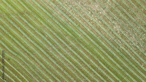 Aerial drone field rows crops agriculture farm tractor tracks tire tracks green