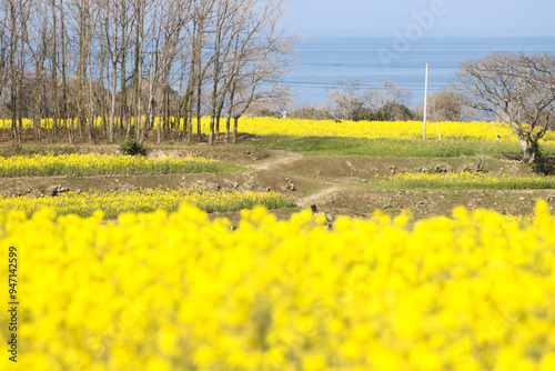 海が見える菜の花畑