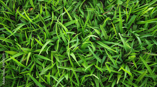 fresh cut grass background. close-up of grass in the field