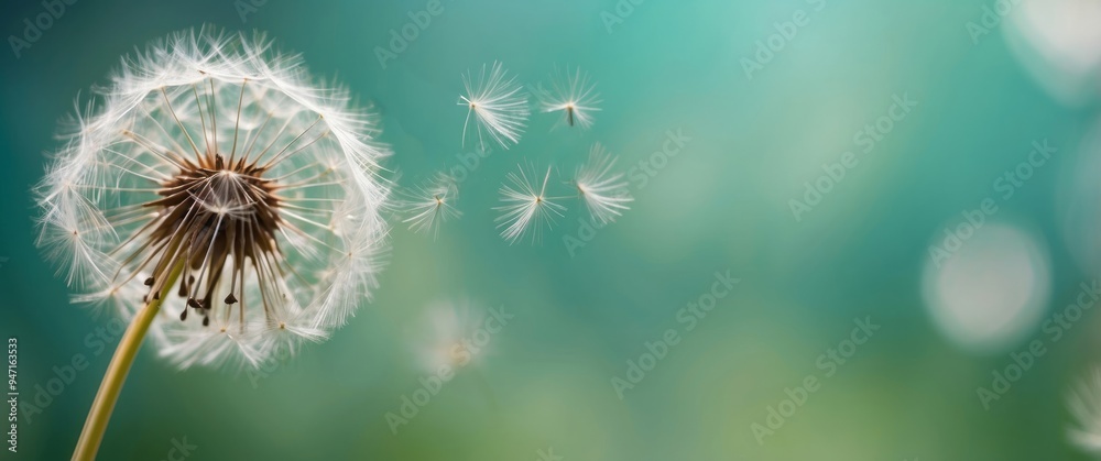Close-up of a Dandelion Releasing Seeds Against a Teal Background Close-up of a Dandelion Releasing Seeds Against a Teal Background