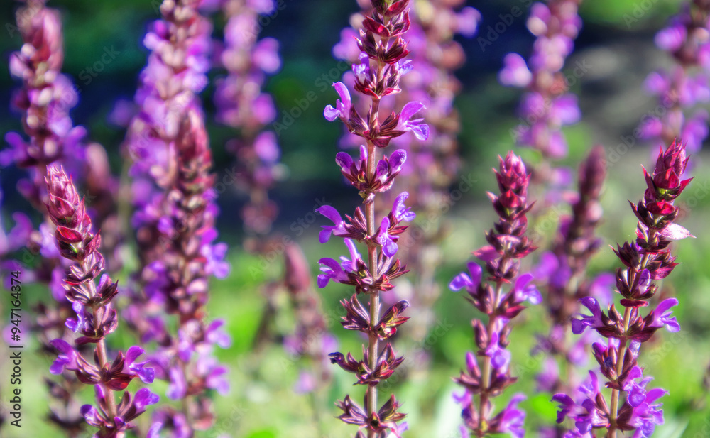 Floral background of lavender blooming in a field, on a sunny summer day, outdoors. Calm bright and relaxing natural landscapes Floral background of lavender blooming in a field, on a sunny summer day, outdoors. Calm bright and relaxing natural landscapes