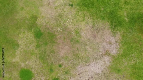 Wallpaper Mural Aerial view of a patch of dry grass with patches of green. Torontodigital.ca