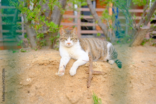 고양이