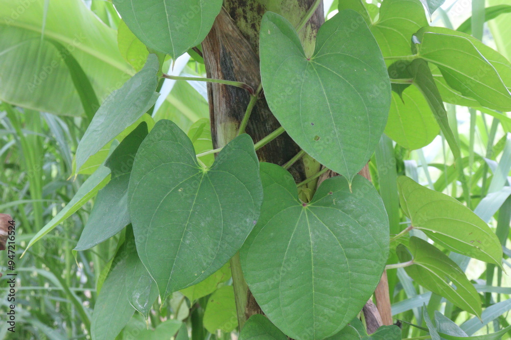 Dioscorea bulbifera plant on farm Dioscorea bulbifera plant on farm