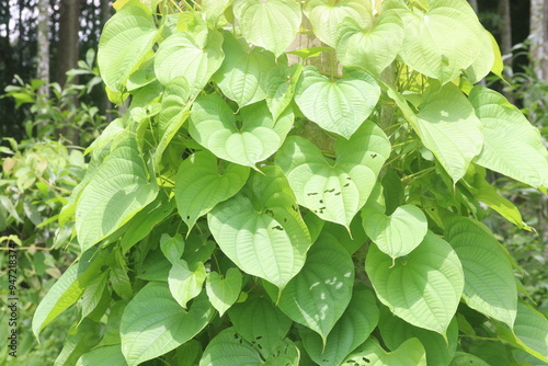 Obraz na plátně Dioscorea bulbifera plant on forest