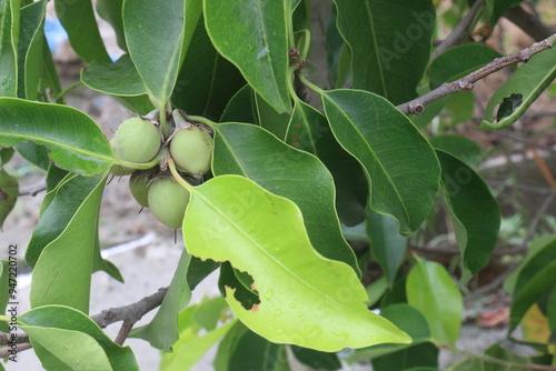 Mimusops elengi fruit on plant in nursery photo