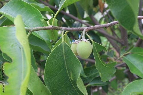 Mimusops elengi fruit on plant in nursery photo