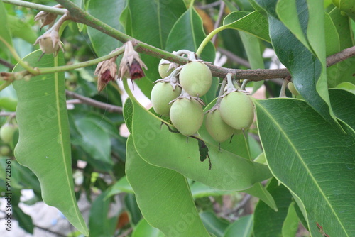 Mimusops elengi fruit on plant in nursery photo