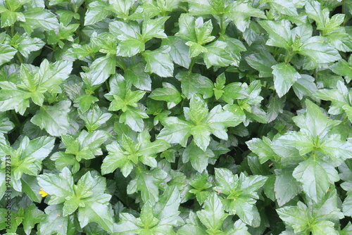 sphagneticola trilobata flower plant on nursery photo