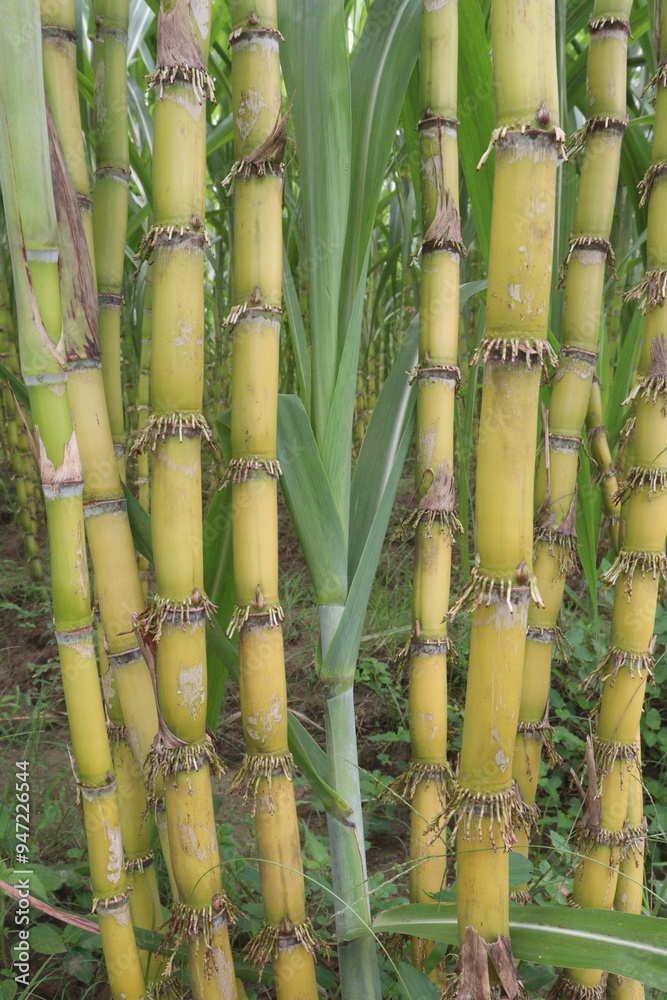 Fototapeta premium sugarcane plant on farm for harvest