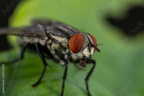 Super macro photo of Spider, butterfly caterpillar, Bee, Insects and Other animals in nature.