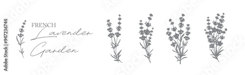 Set of lavender flowers elements. Collection of lavender flowers on a white background. Vector illustration bundle.