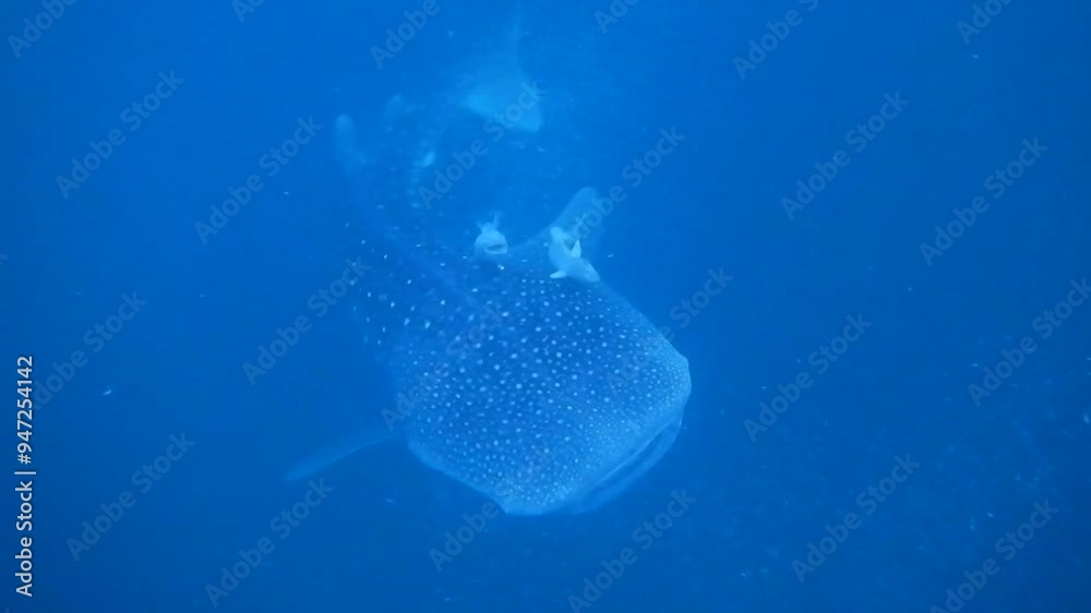 Whale shark swimming underwater deep blue ocean Whale shark swimming underwater deep blue ocean