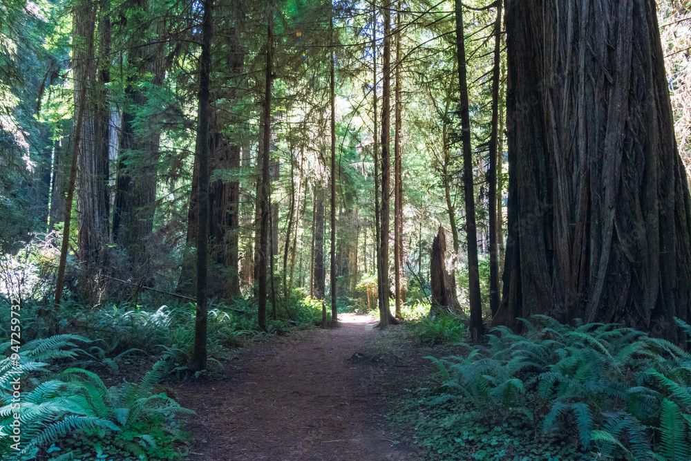Fototapeta premium Redwood National Park, California in Summer