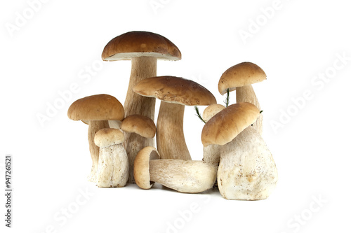 Fresh penny bun mushrooms on a white background presented in a group