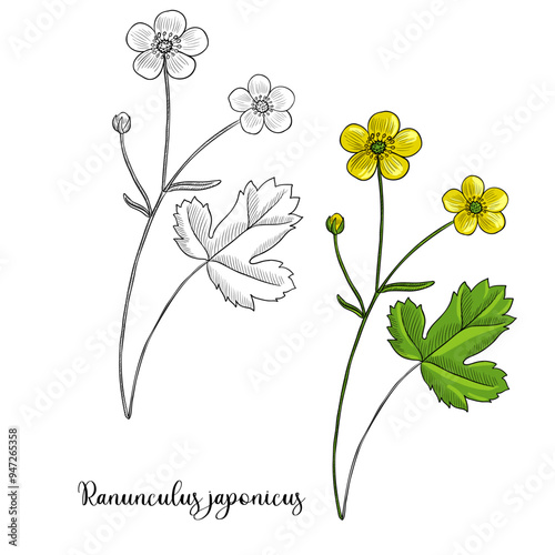vector drawing flower of buttercup, Ranunculus japonicus hallucinogenic plant, herb of traditional chinese medicine, hand drawn illustration