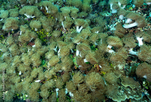 Stalked pulse corals, Xenia sp., Raja Ampat Indonesia.