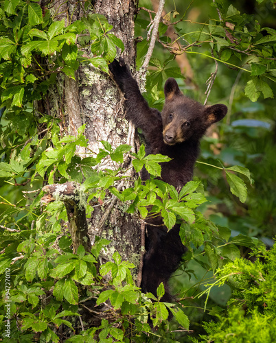 Black Bear Cub in Great Smoky Mountains National Park