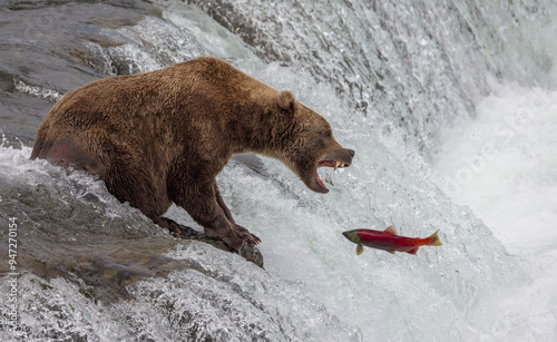 Wallpaper Mural Brown bear fishing for salmon in Katmai, Alaska  Torontodigital.ca