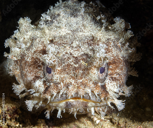 Banded Toadfish, Halophryne diemensis, Raja Ampat Indonesia. photo