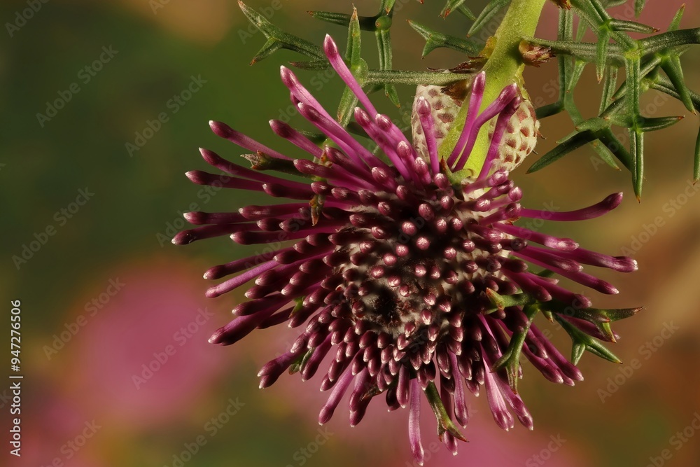 Close-up of Rosecone flower (Isopogon formosus) on stem with inflorescence and foliage. Close-up of Rosecone flower (Isopogon formosus) on stem with inflorescence and foliage.