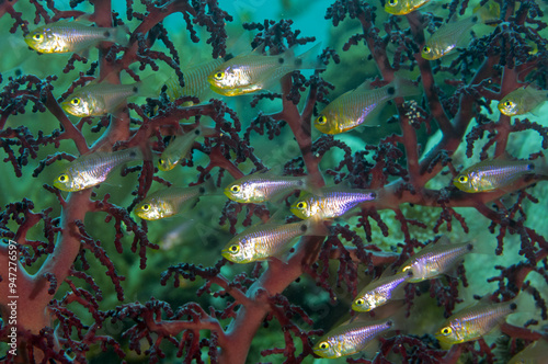 Yellowmouth cardinal fishes, Archamia goni, Raja Ampat Indonesia. photo