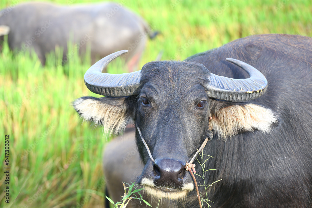 Buffalo is looking back with curiosity, head of a buffalo with large and strong horns.