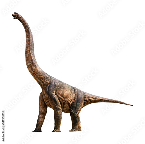 Brachiosaurus is a herbivore genus of sauropod dinosaur that lived in the Late Jurassic. Brachiosaurus has a transparent background.