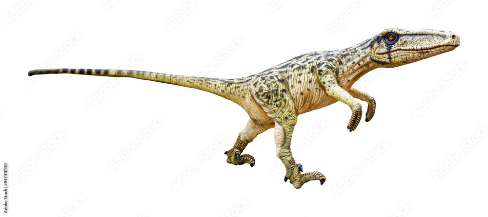 Dromaeosaurus is a carnivore genus of theropod dinosaur that lived during the Late Cretaceous period. Dromaeosaurus has a transparent background. Dromaeosaurus is a carnivore genus of theropod dinosaur that lived during the Late Cretaceous period. Dromaeosaurus has a transparent background.