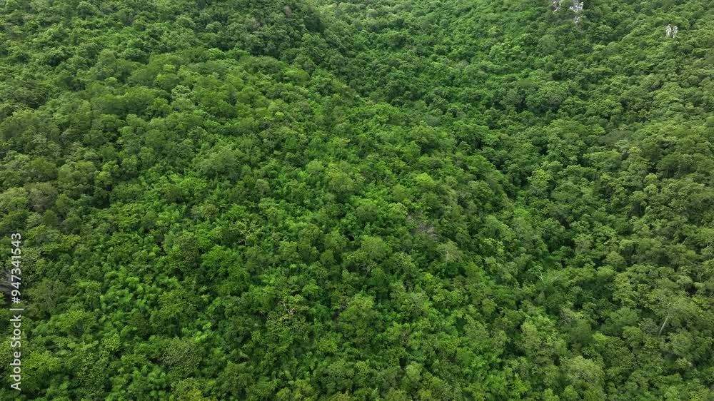 aerial view of dark green forest Abundant natural ecosystems of rainforest. Concept of nature forest preservation and reforestation.