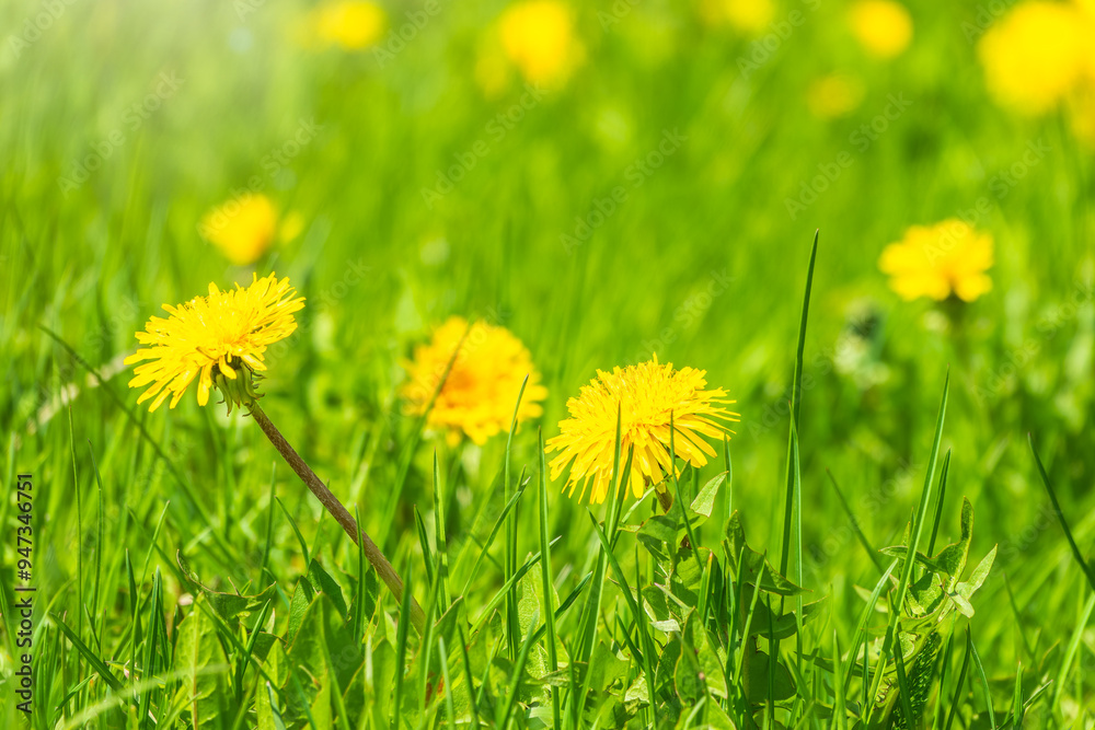 Naklejka premium Field of yellow dandelions. Taraxacum officinale, the common dandelion