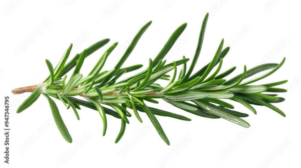 Rosemary leaf isolated on white background Rosemary leaf isolated on white background