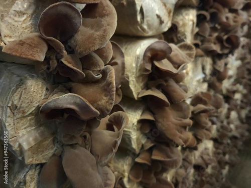 Selective focus on group of wood ear mushrooms grow from the plastic bags in the cultivation farm, Fresh Black Jew's ear, Black Wood ear, Black Jelly ear