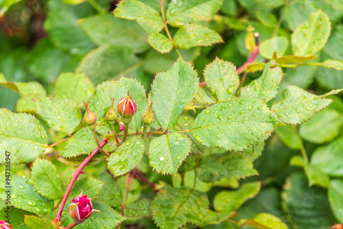 Branch of rose leaves with water drop