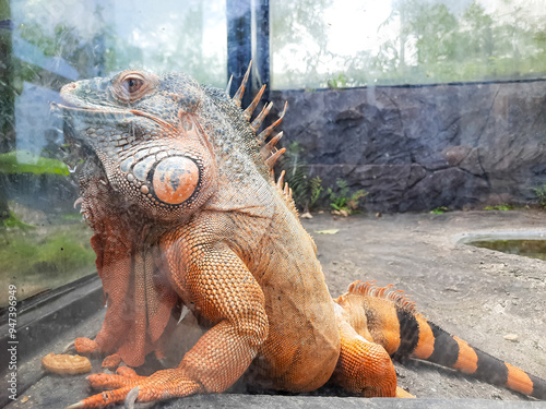 an orange iguana at the Bukittinggi city zoo, Indonesia  photo