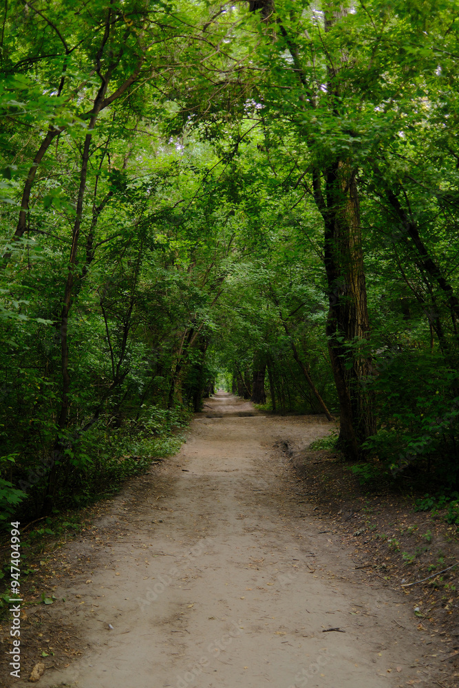 Lush green forest path in spring or summer. Nature trail through dense woods, outdoor adventure, and hiking concept. Lush green forest path in spring or summer. Nature trail through dense woods, outdoor adventure, and hiking concept.