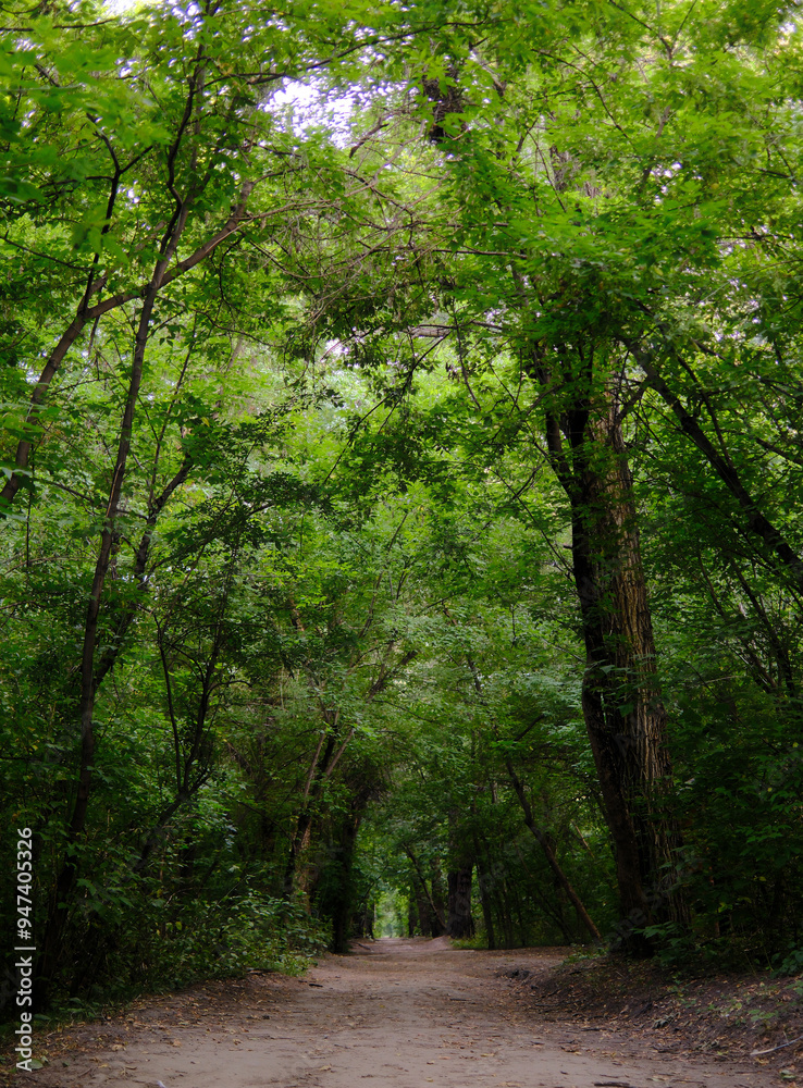 Naklejka premium Lush green forest path in spring or summer. Nature trail through dense woods, outdoor adventure, and hiking concept.