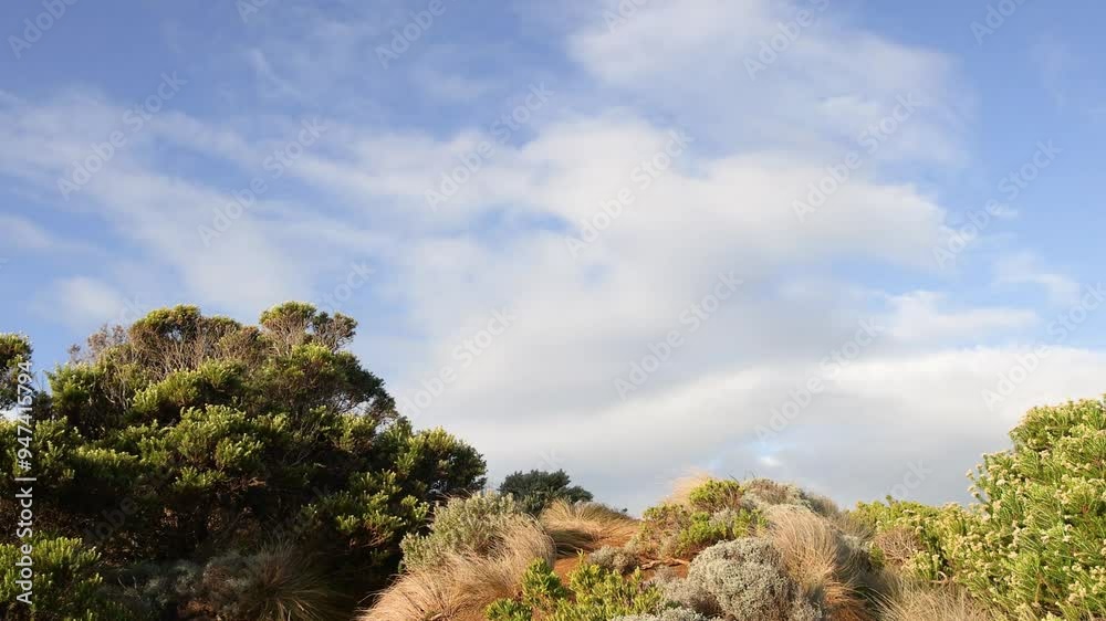 Scenic Bushland on Great Ocean Road Scenic Bushland on Great Ocean Road
